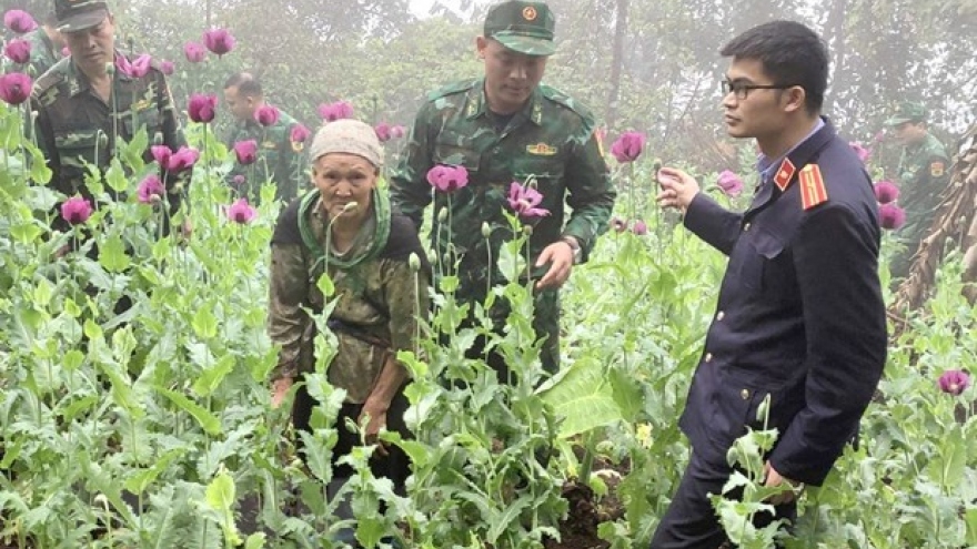 Nóng 24h: Trồng 600 cây thuốc phiện trong vườn "để làm thuốc chữa bệnh"